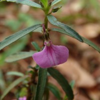 Pigea enneasperma (L.) P.I.Forst.